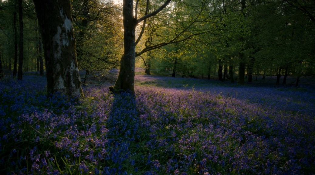 Bluebell Woods