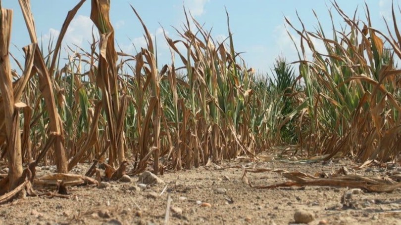dried maize in Tanzania